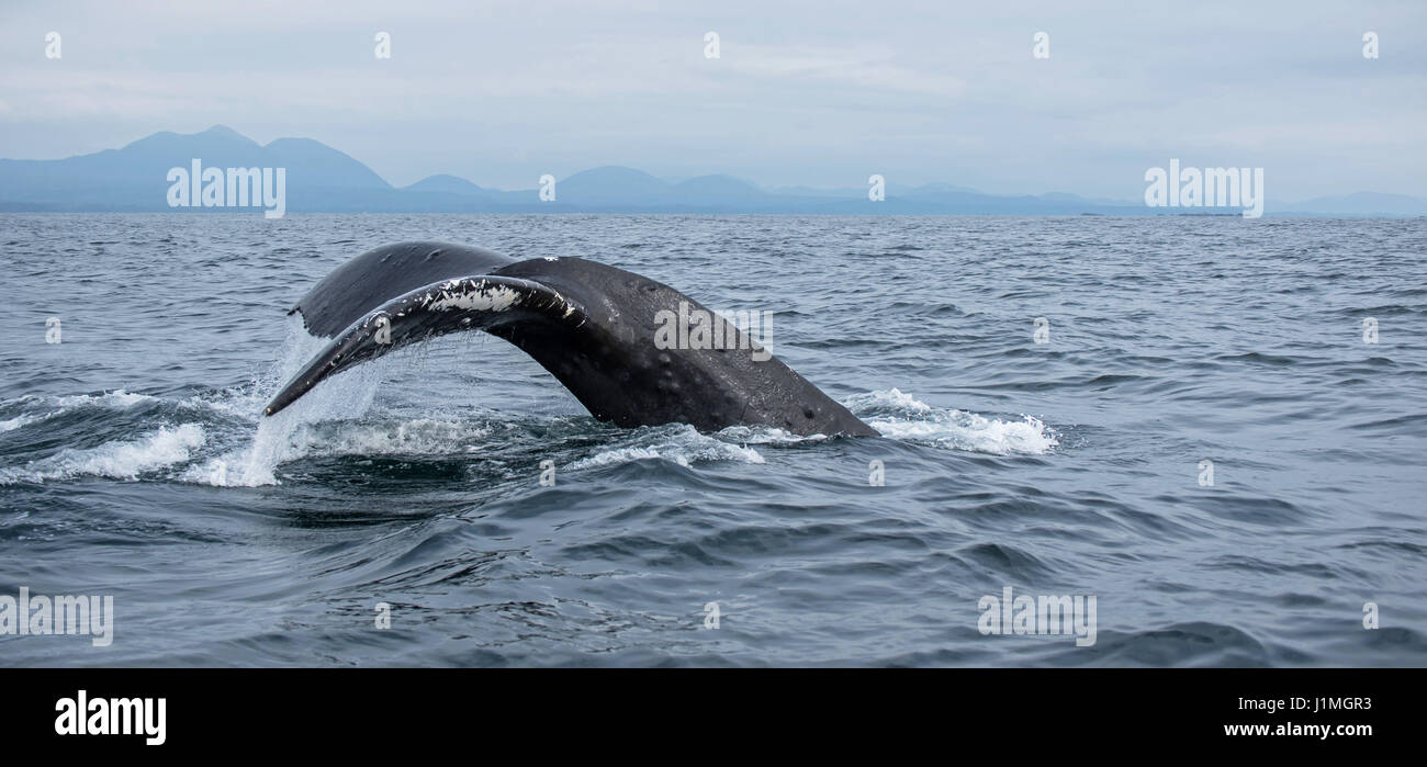 Baleine à bosse montre ses car il commence un fluke dive Banque D'Images