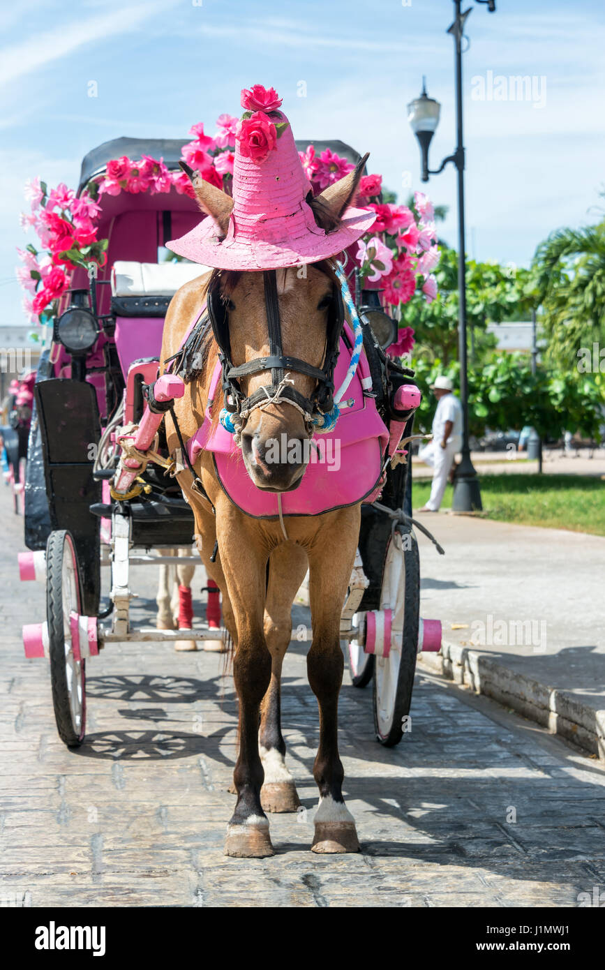 Cheval et chariot avec le cheval portant un drôle de chapeau rose dans la plaza à Izamal, Mexique Banque D'Images