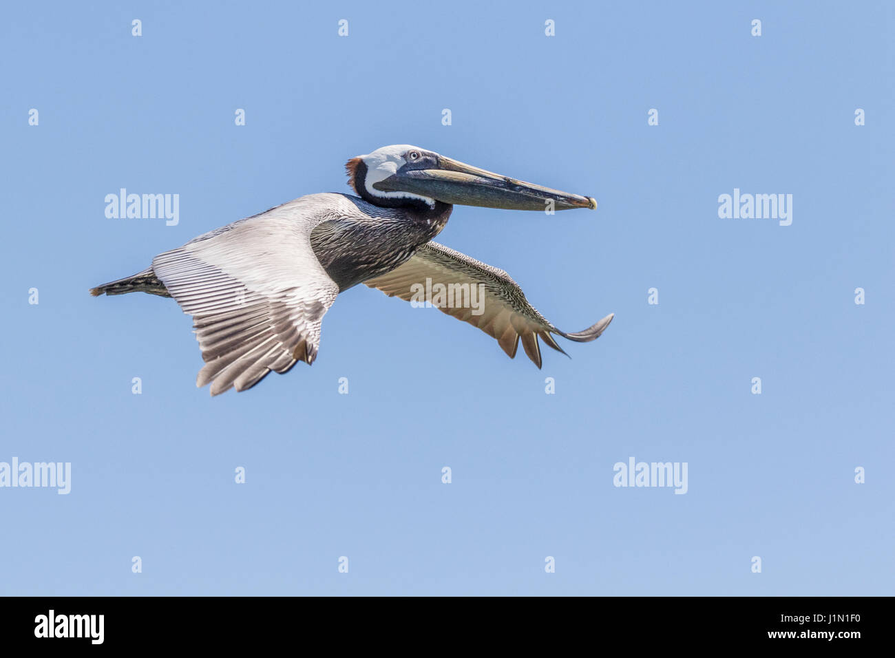 Pélican brun en vol à la suite de Galveston-Bolivar ferry. Banque D'Images