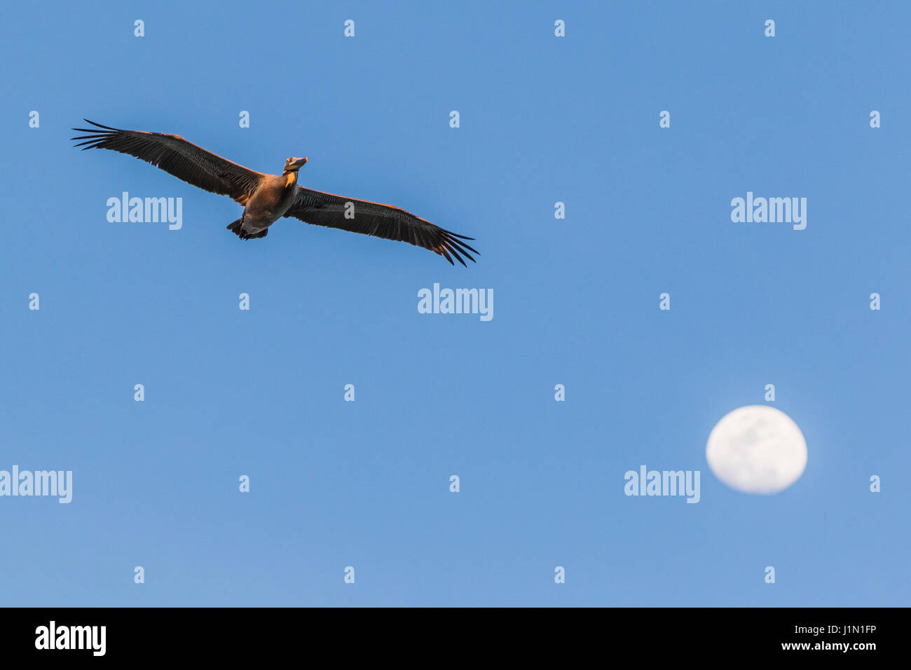 Les Pélicains bruns se sont envolé au coucher du soleil avec une lune qui s'élève au-dessus d'East Beach à Galveston, Texas. Banque D'Images