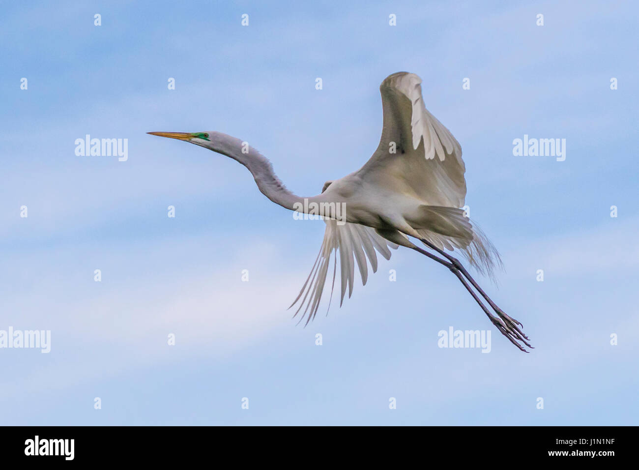 Great Egret en vol à Smith Oaks Rookery sur High Island, Texas, pendant les ateliers de Featherfest. Banque D'Images