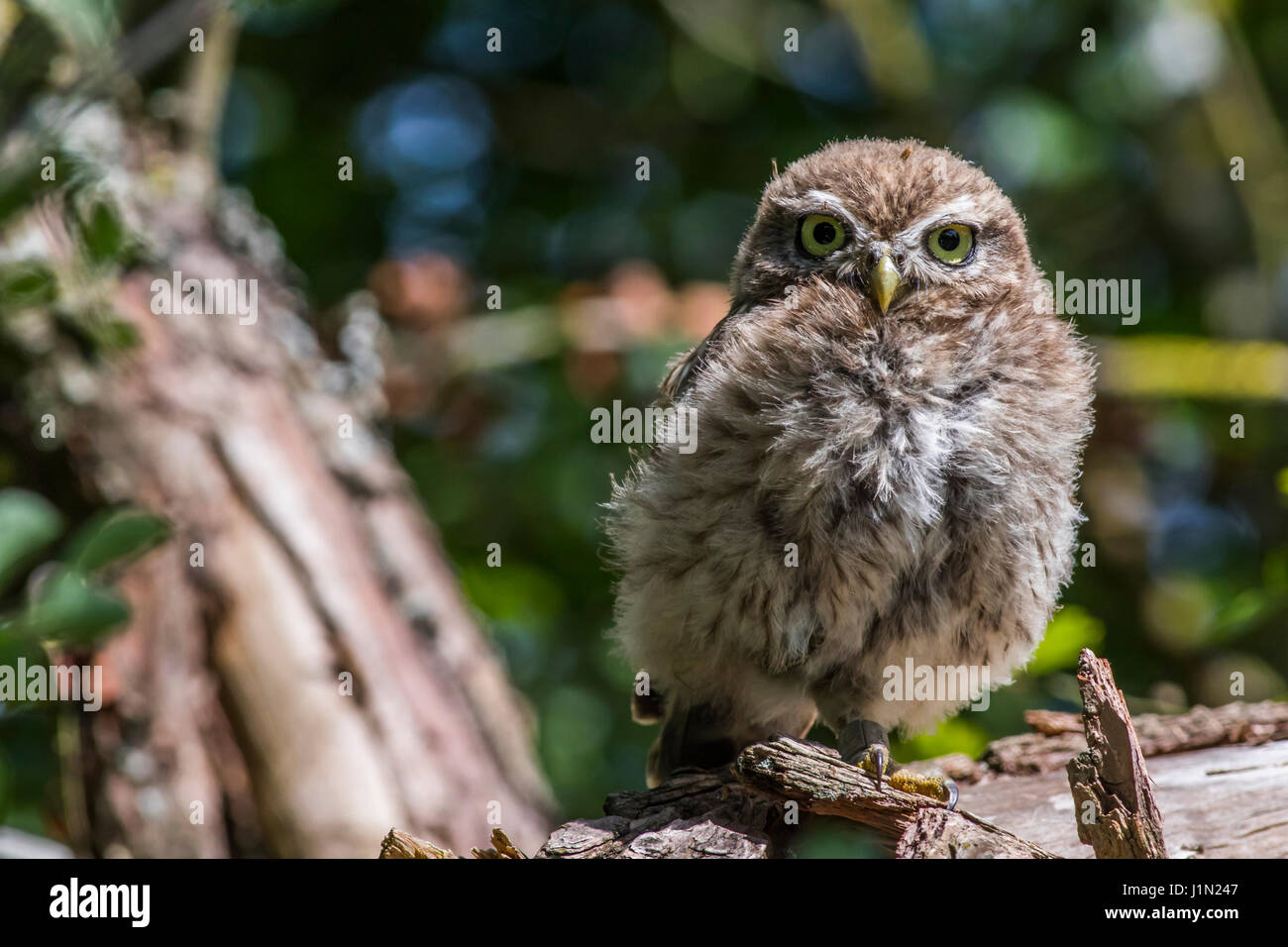 Un petit hibou est assis sur une branche Banque D'Images