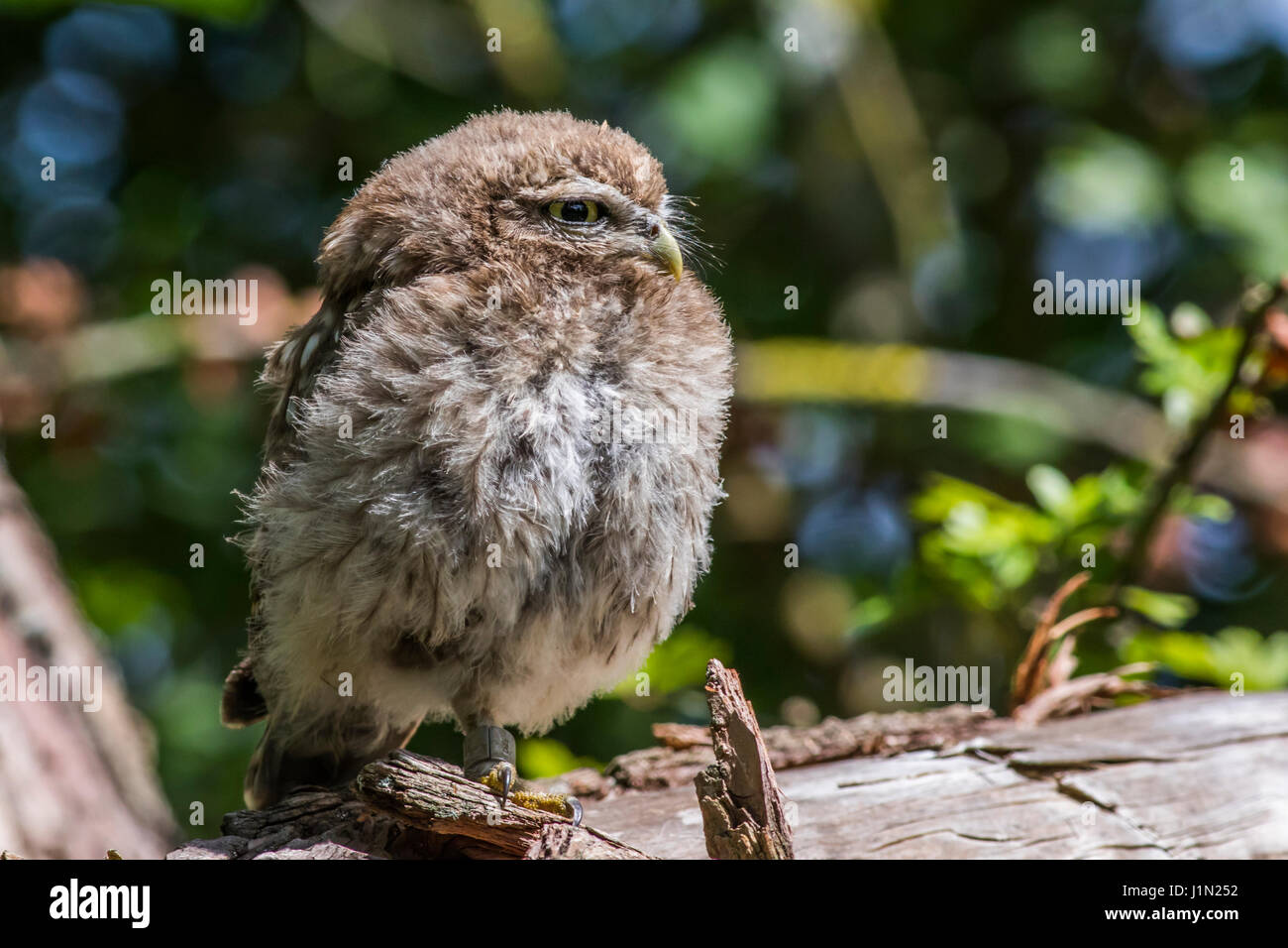 Un petit hibou est assis sur une branche Banque D'Images