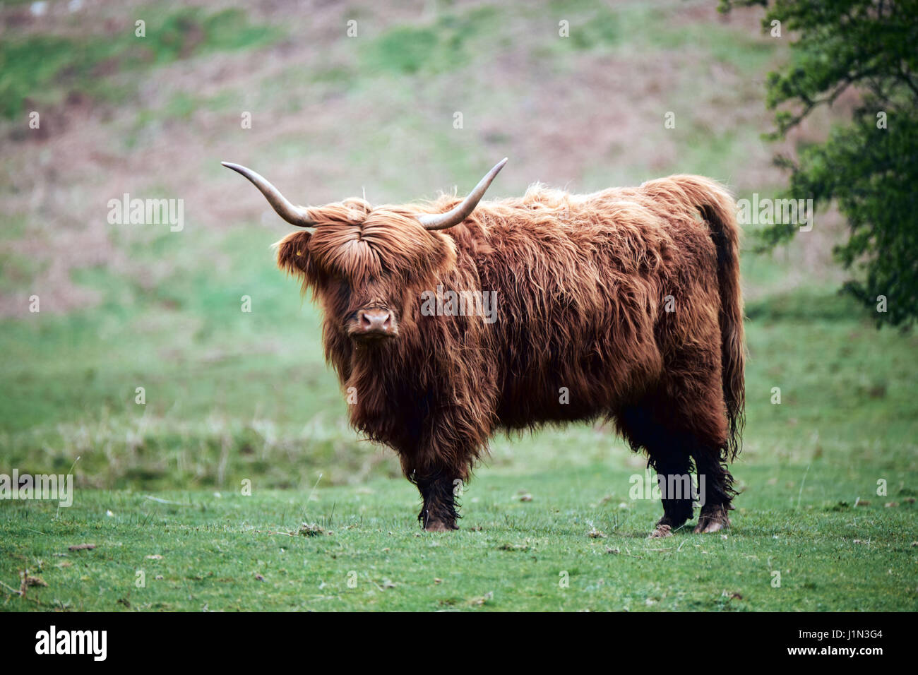 Vache highland, au-dessus de Brecon Beacons, hay bluff Banque D'Images
