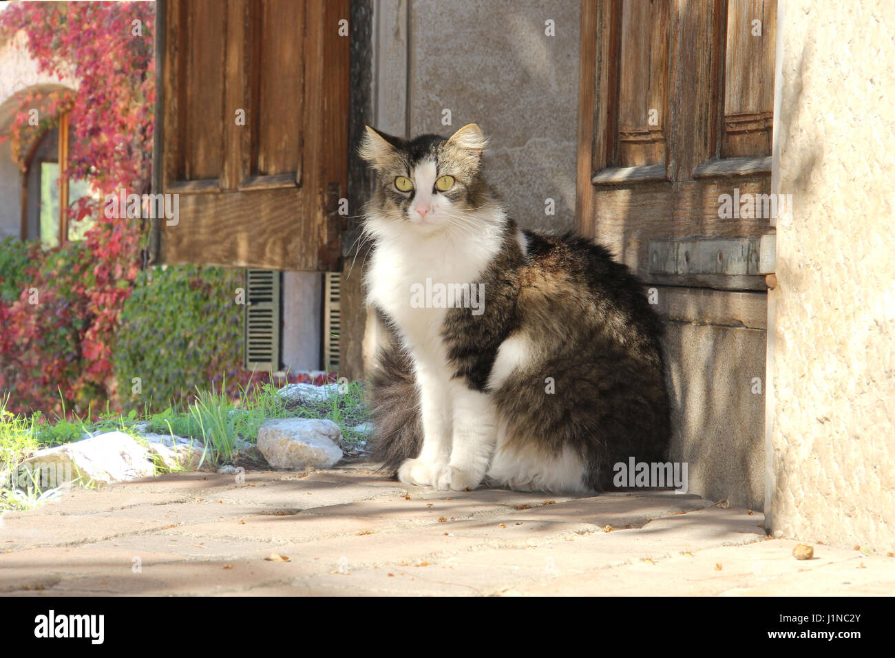 Chat domestique, noir blanc tabby à poil long, mix, assis devant une porte en bois Banque D'Images