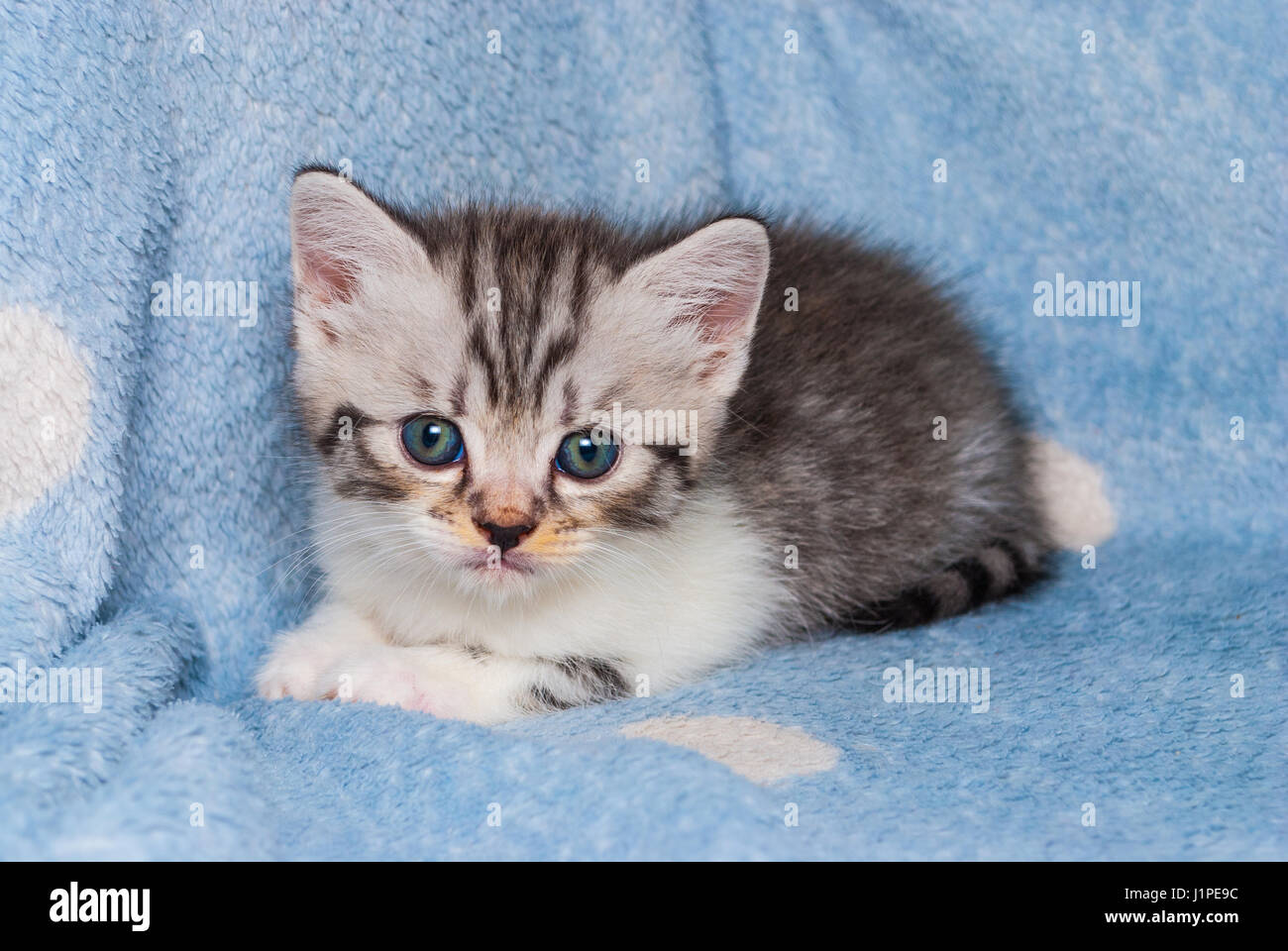 Libre aux yeux bleus cheveux chaton Persan American Shot Banque D'Images