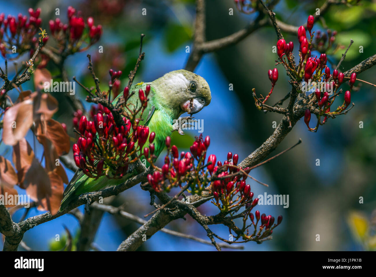 Perroquet à tête brune dans Kruger National Park, Afrique du Sud ; Espèce Poicephalus cryptoxanthus famille des Psittacidés Banque D'Images