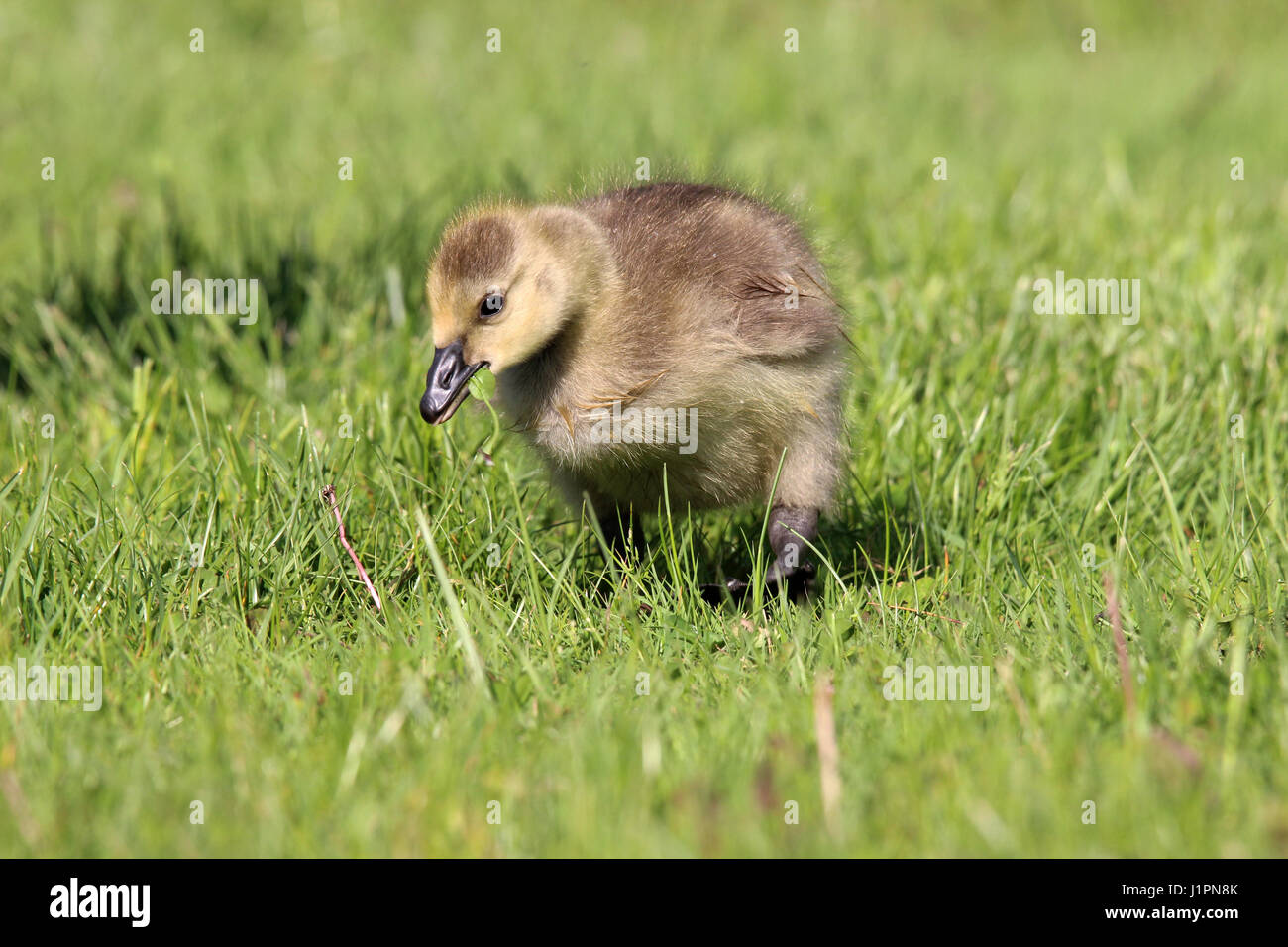 Une bernache du Canada gosling paissant dans une prairie Banque D'Images