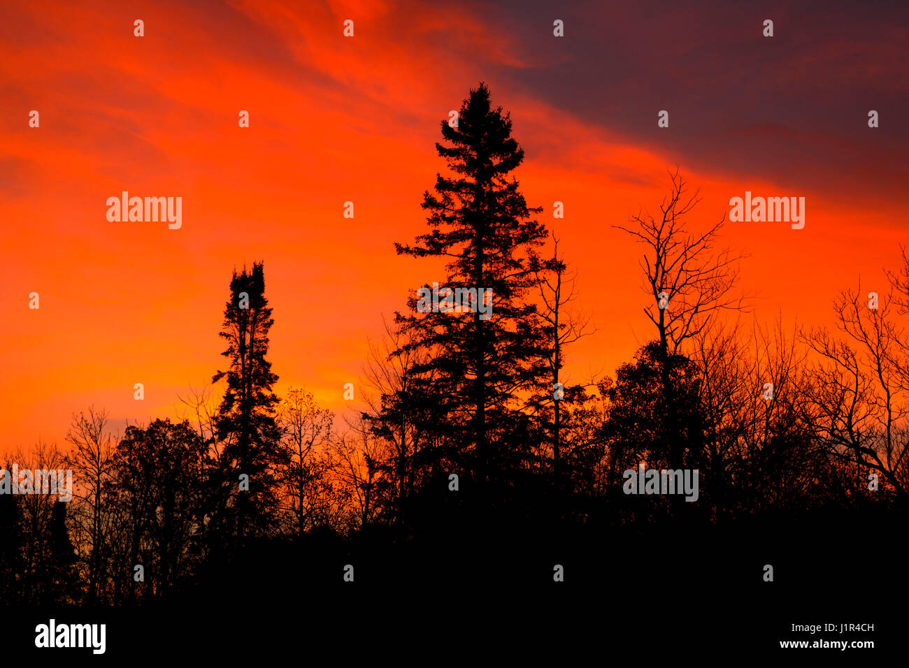 Le lever du soleil, la forêt Sawyer Comté (Wisconsin) Banque D'Images