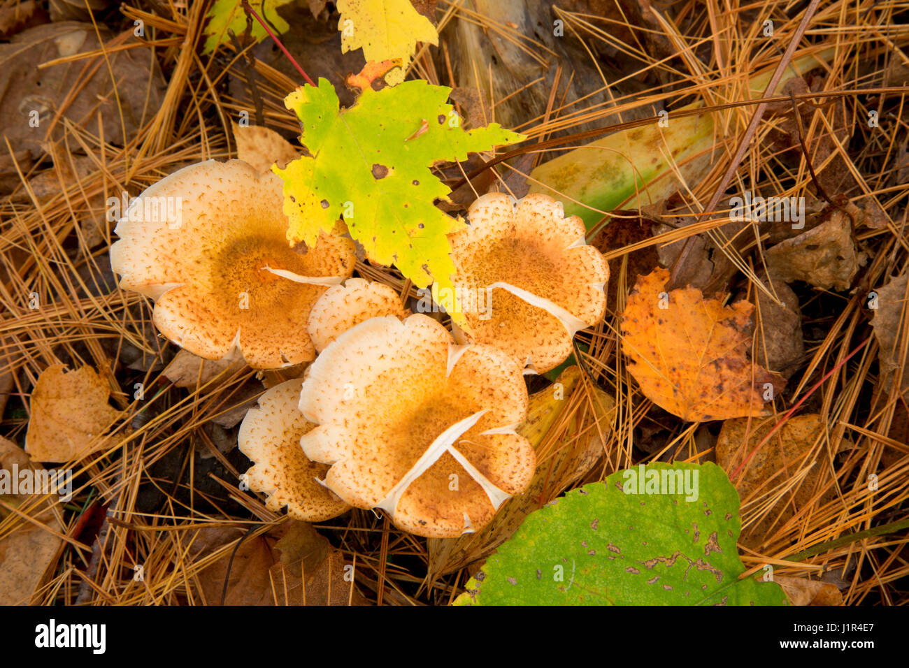 Mushroom le long du sentier de l'Ours, Hunt Hill Audubon Sanctuaire, Wisconsin Banque D'Images