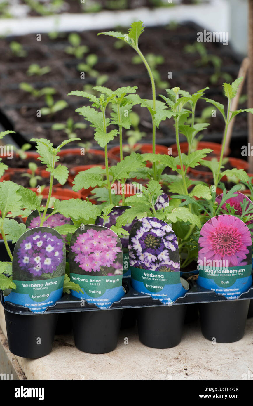 Acheté en pot PLANTES Verveine avec des étiquettes dans une maison verte en avril. UK Banque D'Images