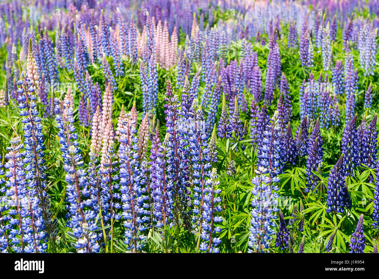 Floraison mauve à feuilles larges lupins (Lupinus polyphyllus), à Omarama, région de l'Otago, Southland, Nouvelle-Zélande Banque D'Images