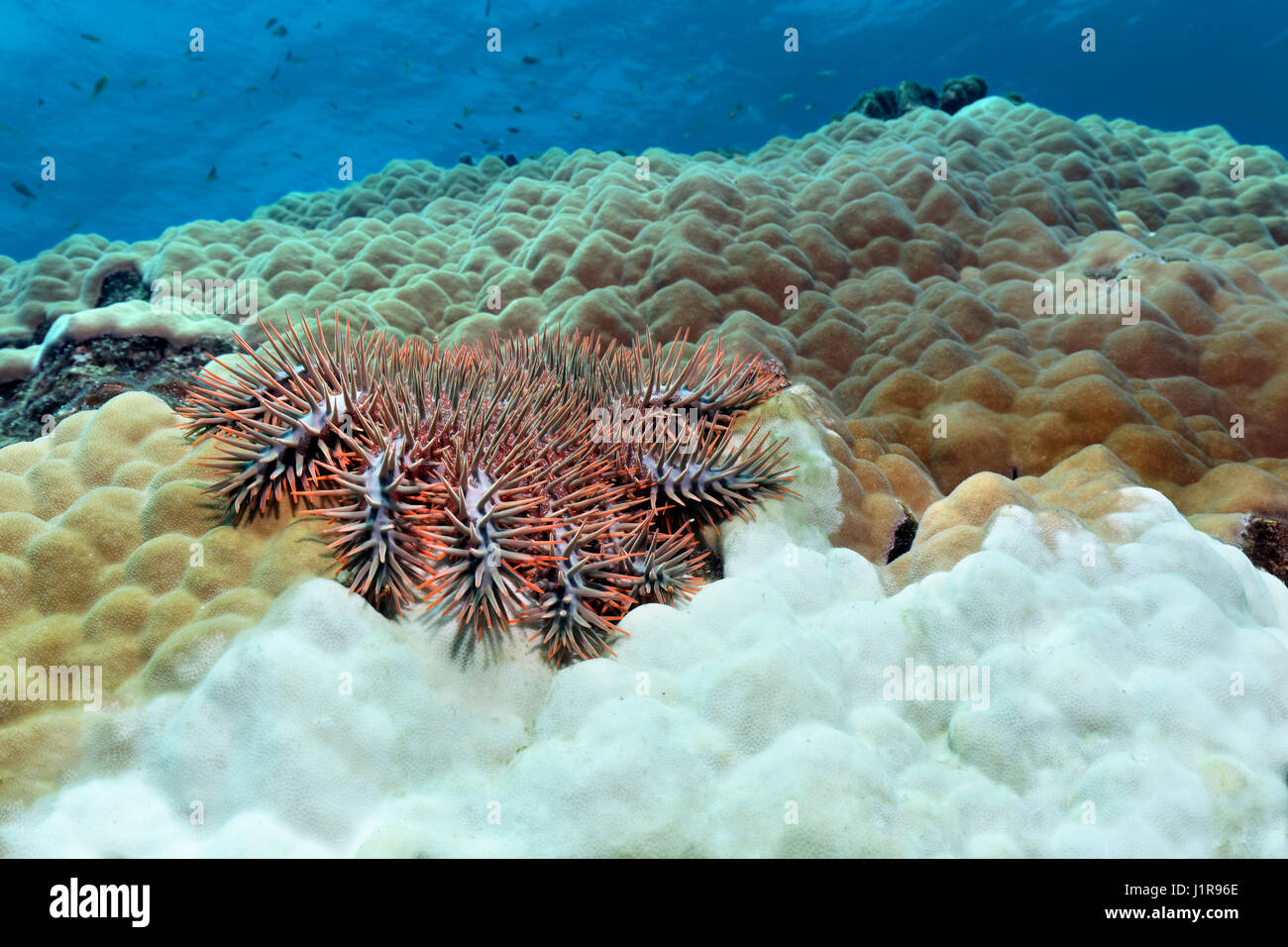 La couronne d'étoile de mer Acanthaster planci polypes de coraux de pierre de l'alimentation (Porites lutea) et des feuilles squelette calcaire blanc Banque D'Images