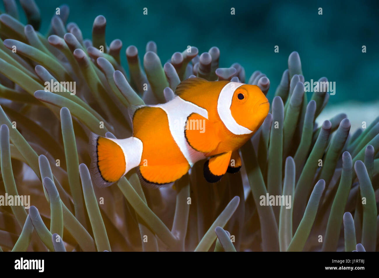 False clown poisson clown (Amphiprion ocellaris) dans l'hôte anemone. Misool, Raja Empat, Papouasie occidentale, en Indonésie. Banque D'Images