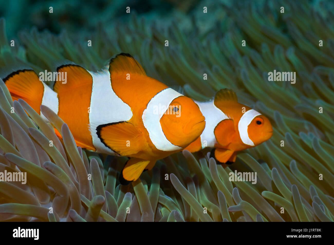 False clown poisson clown (Amphiprion ocellaris) femelle et petit mâle. Misool, Raja Ampat, Papouasie occidentale, en Indonésie. Banque D'Images