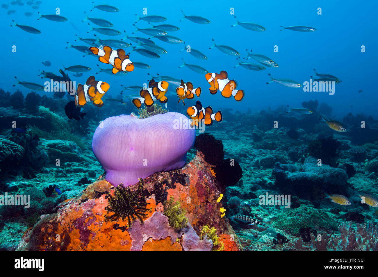 False clown Amphiprion ocellaris poisson clown [] sur les récifs coralliens avec une anémone magnifique fermée [Heteractis magnifica]. L'Indonésie. Banque D'Images