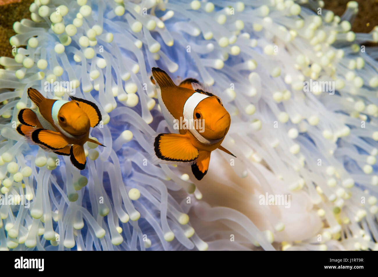 False clown poisson clown Amphiprion percola [en] anémone blanchie. Parc National de Bunaken, au nord de Sulawesi, Indonésie. Banque D'Images
