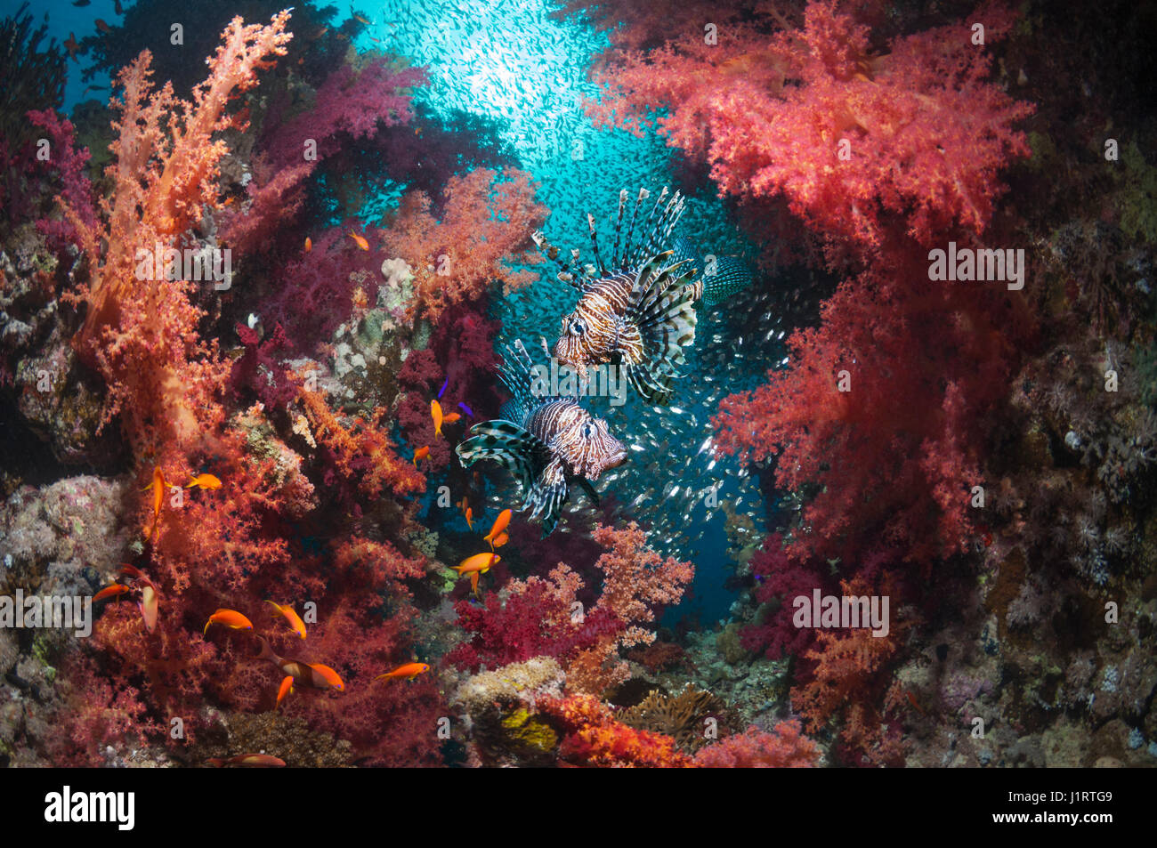 Paysage récifs coralliens avec une paire (Pterois volitans poisson-papillon rouge), coraux mous (Dendronephthya sp) et une école de balayeuses pygmée (Parapriacanthus guenth Banque D'Images