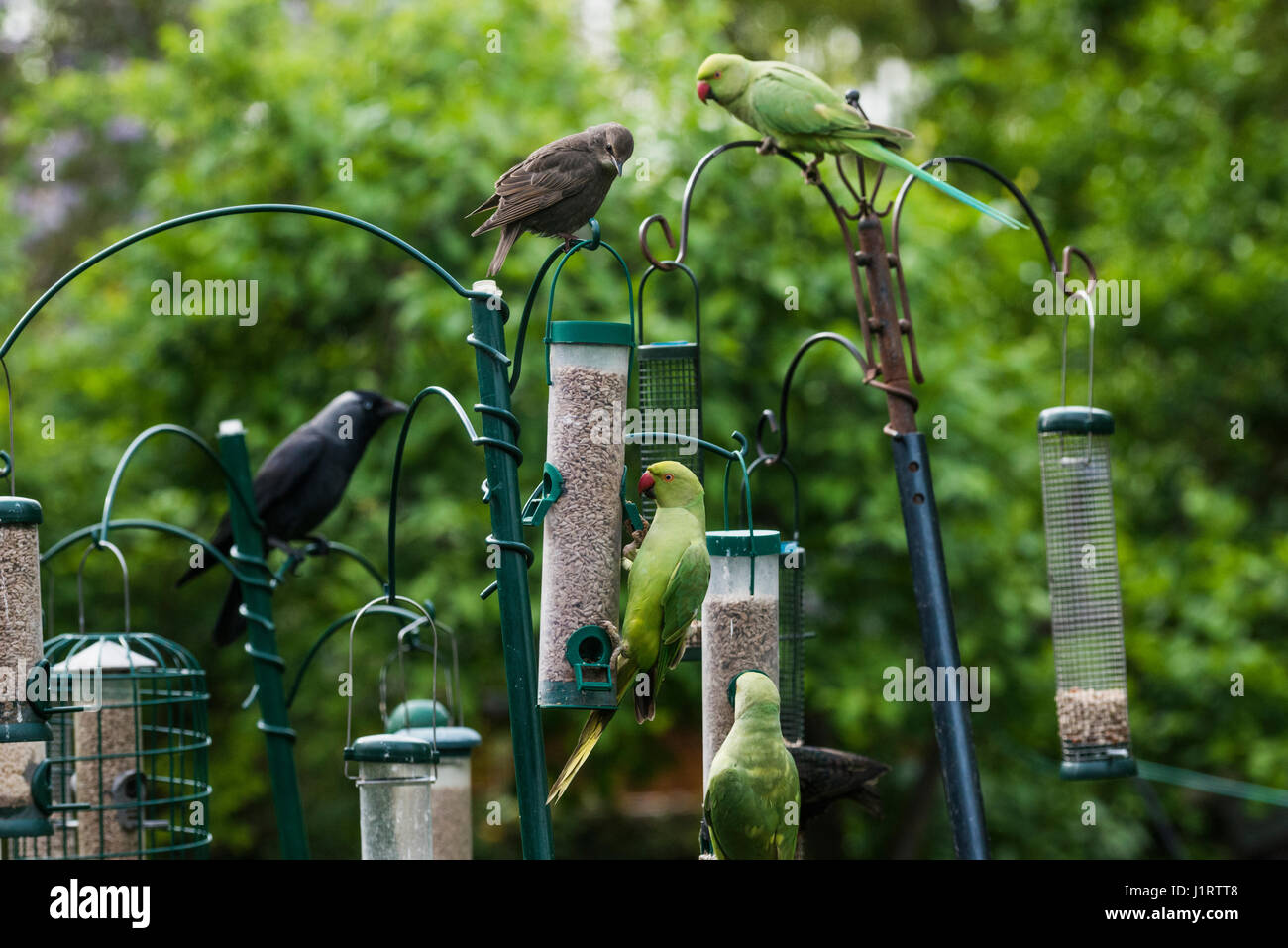 Ou héron [perruches à collier Psittacula krameri] un jeune [Starling Sturnus vulgaris] et un Choucas [Corvus monedula] sur les mangeoires. Lo Banque D'Images