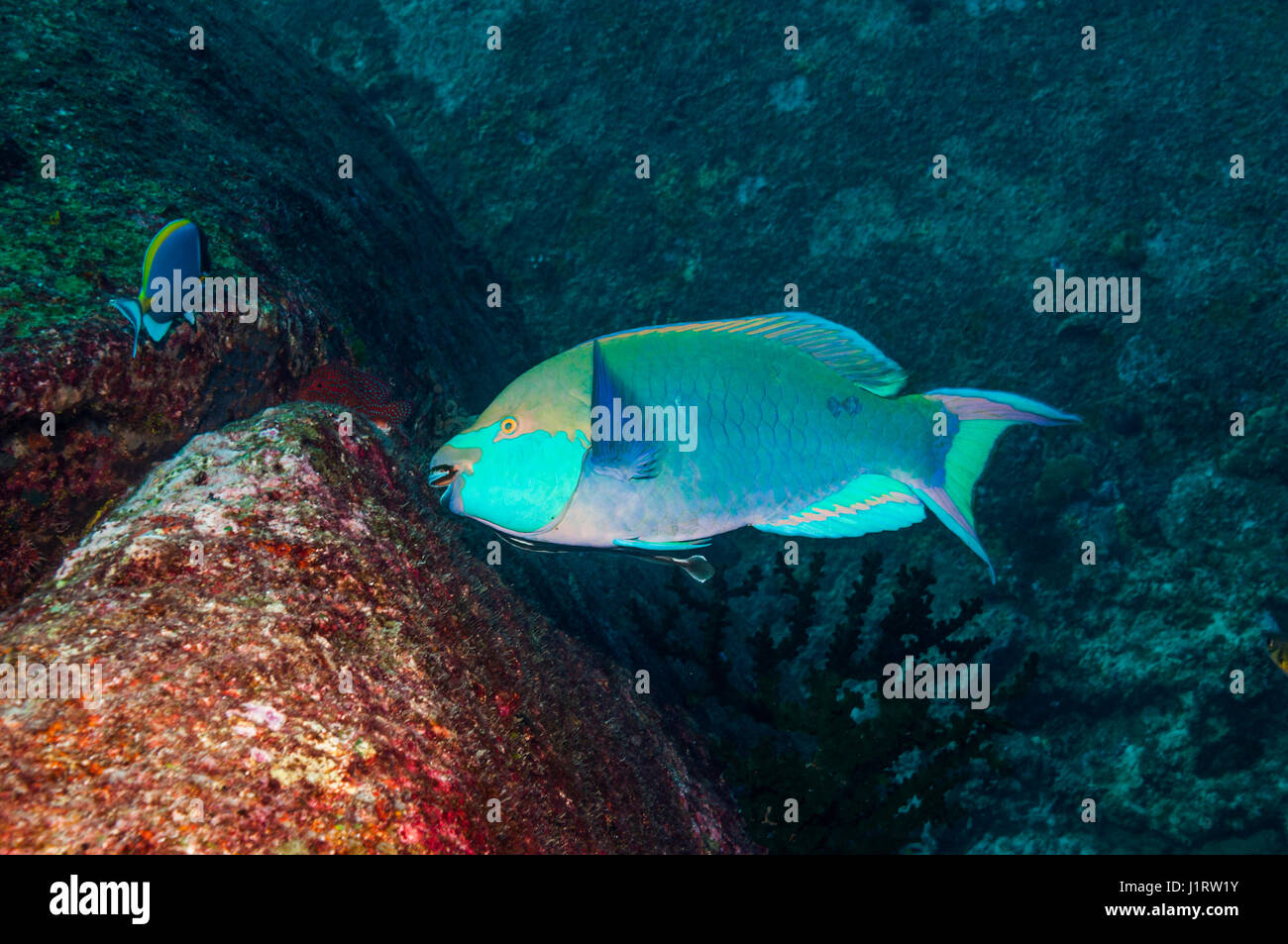 Greenthroat ou Singapour poisson perroquet (Scarus prasiognathus), le pâturage mur du récif, avec un petit [Echeneis naucrates Remora] ci-joint. La mer d'Andaman, Tha Banque D'Images