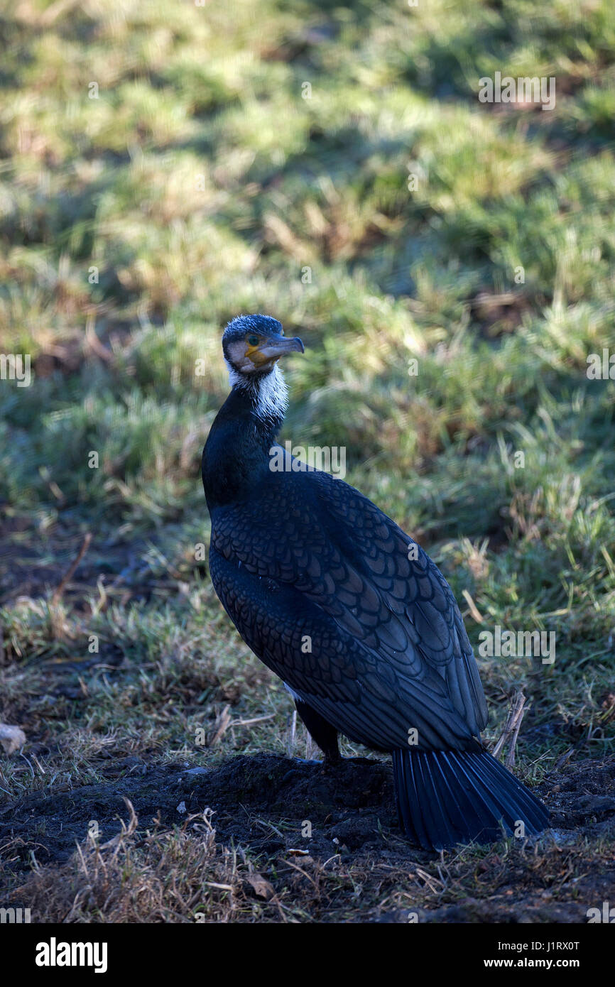 Grand Cormoran (Phalacrocorax carbo), Standing in meadow Banque D'Images