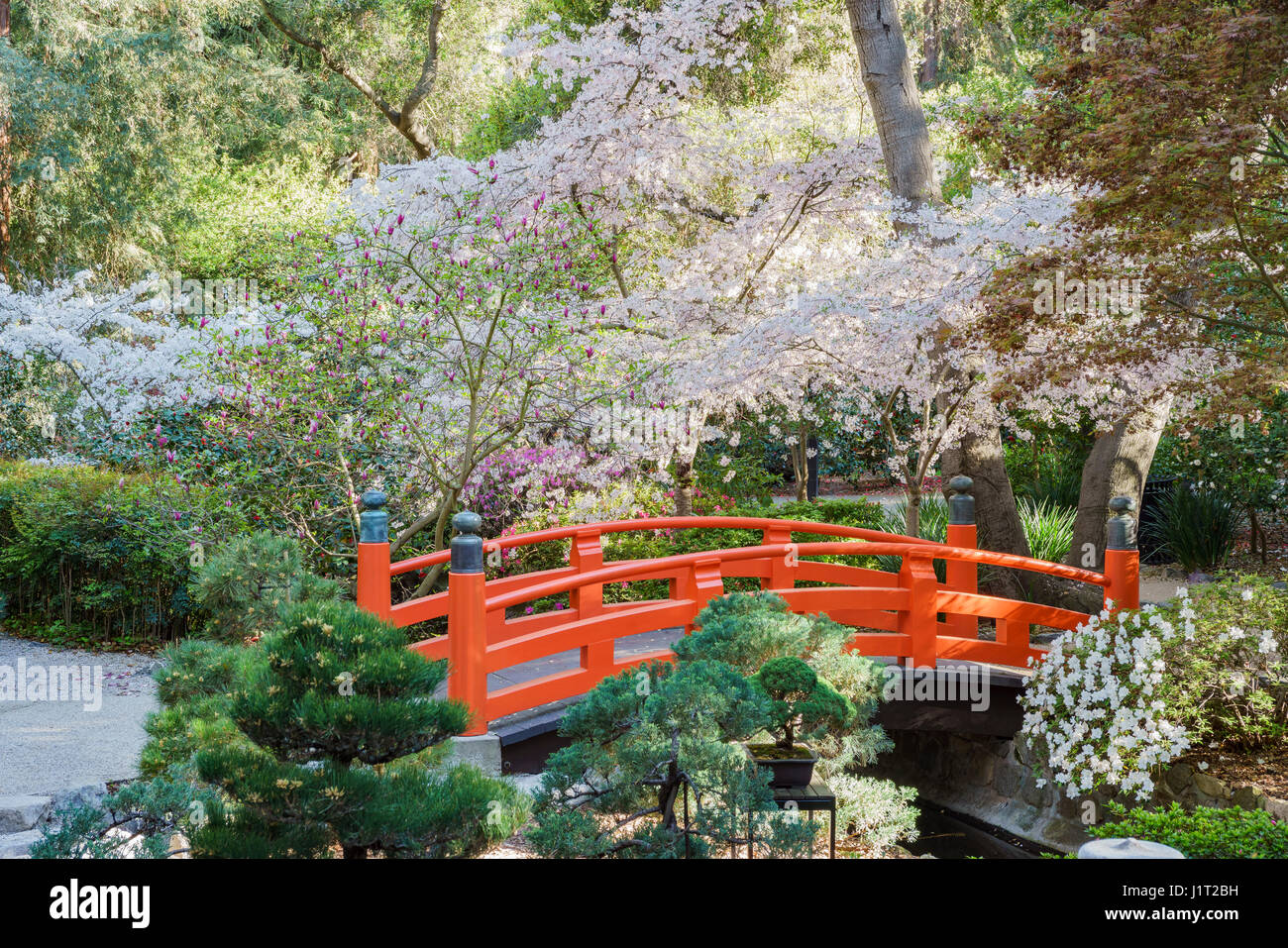 Belle fleur de cerisier au jardin japonais de Descanso Garden, Los Angeles, Californie Banque D'Images