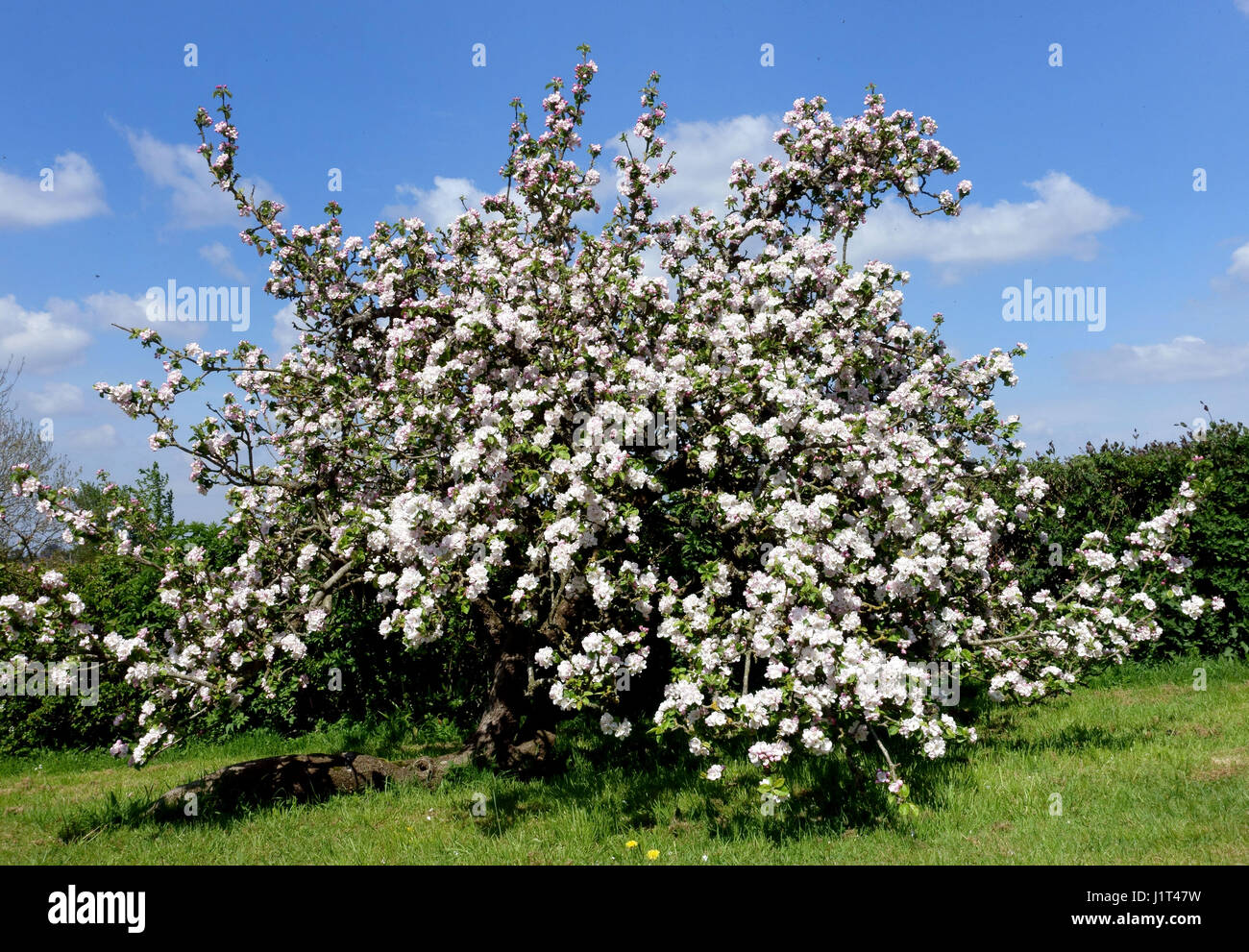 Tom Putt fleur de pommier dans un pays jardin verger, Somerset, Angleterre Banque D'Images