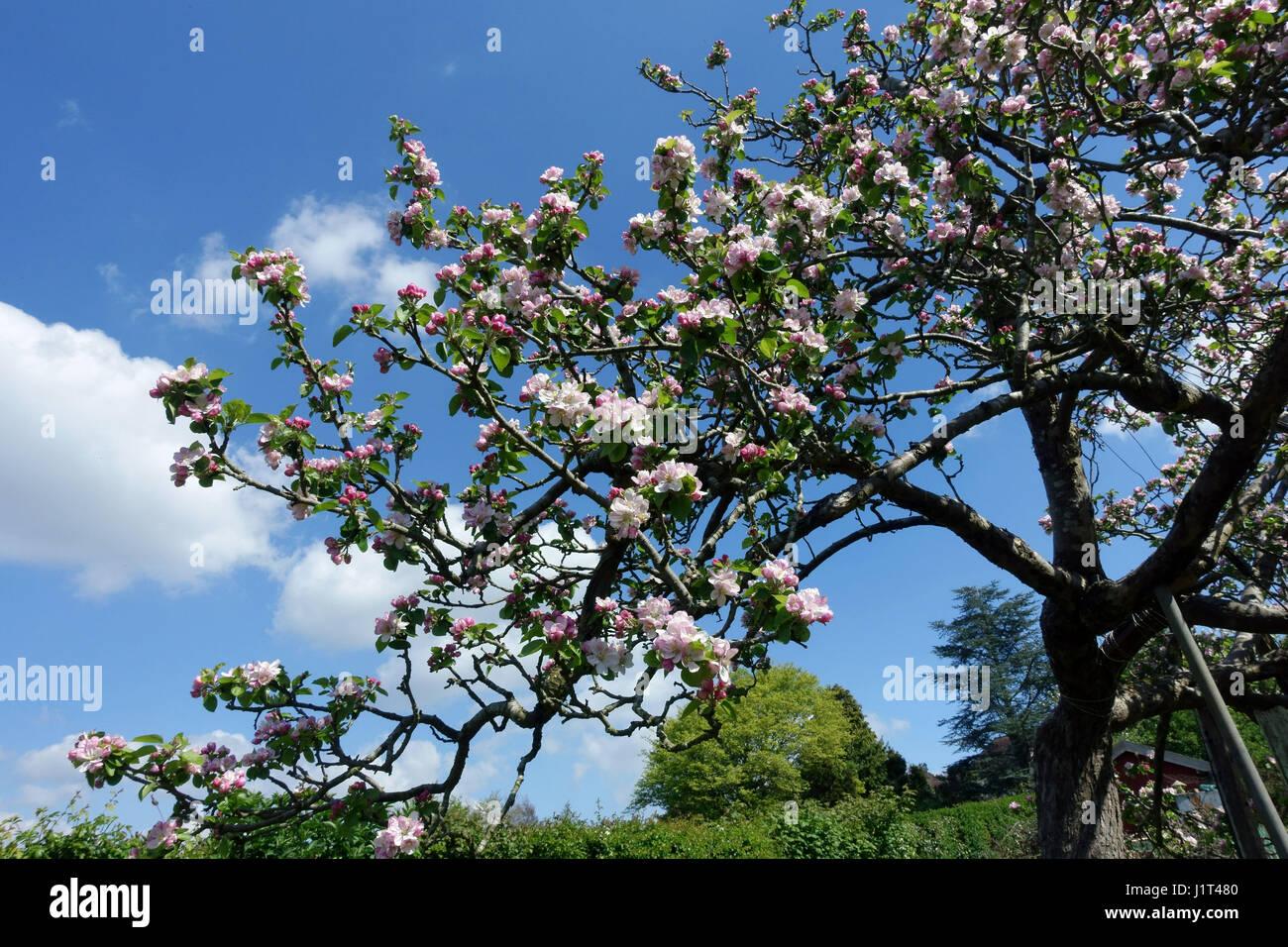 Bramley apple tree blossom dans un pays jardin verger, Somerset, Angleterre Banque D'Images Bramley apple tree blossom dans un pays jardin verger, Somerset, Angleterre Banque D'Images