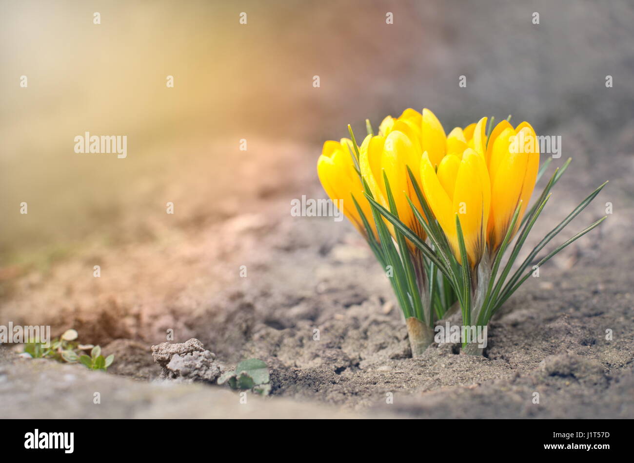 Fleurs crocus jaune soleil Gros plan au niveau du sol Banque D'Images