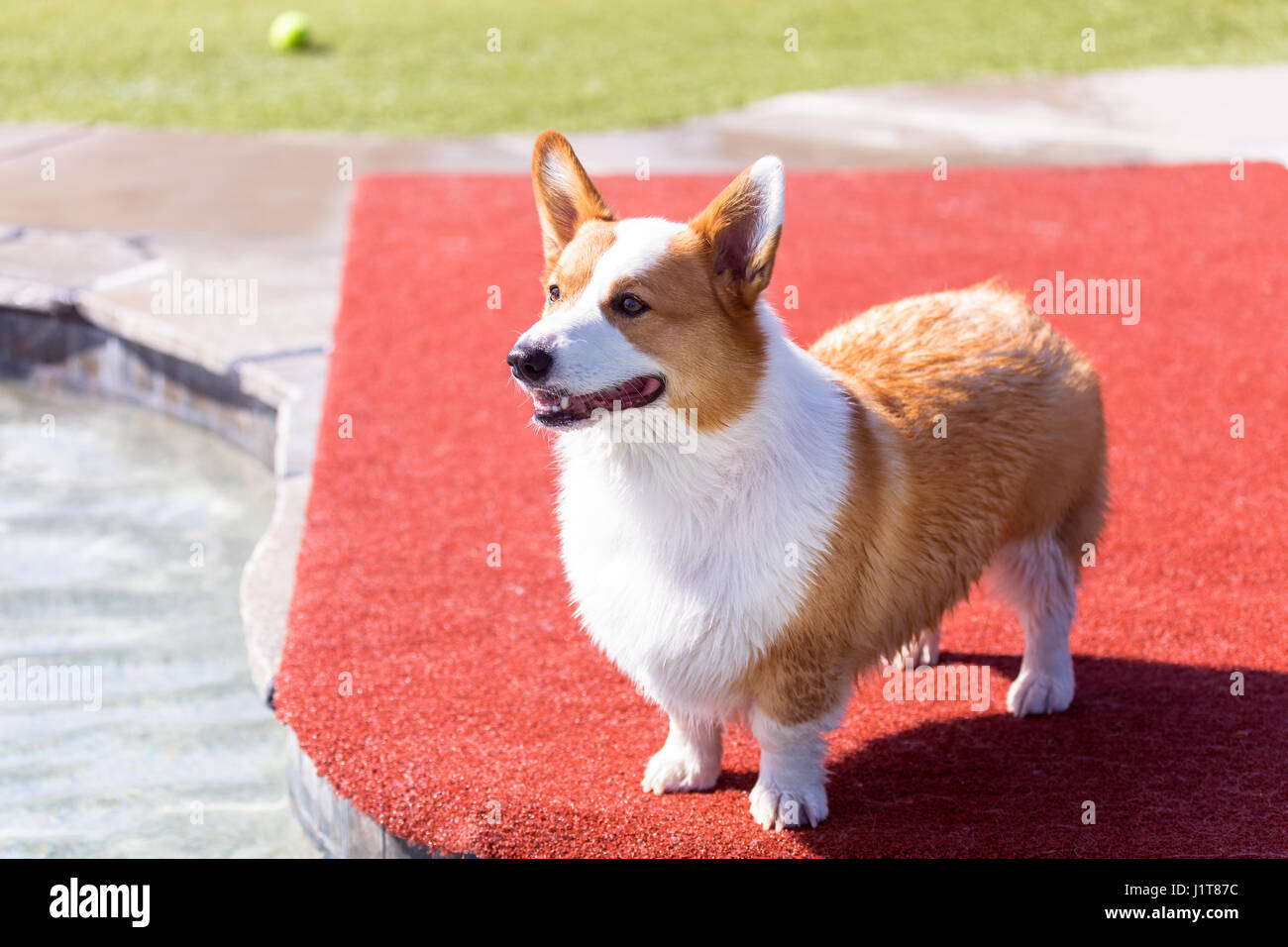 Pembroke Welsh Corgi debout à l'extérieur dans un parc pour chiens Banque D'Images