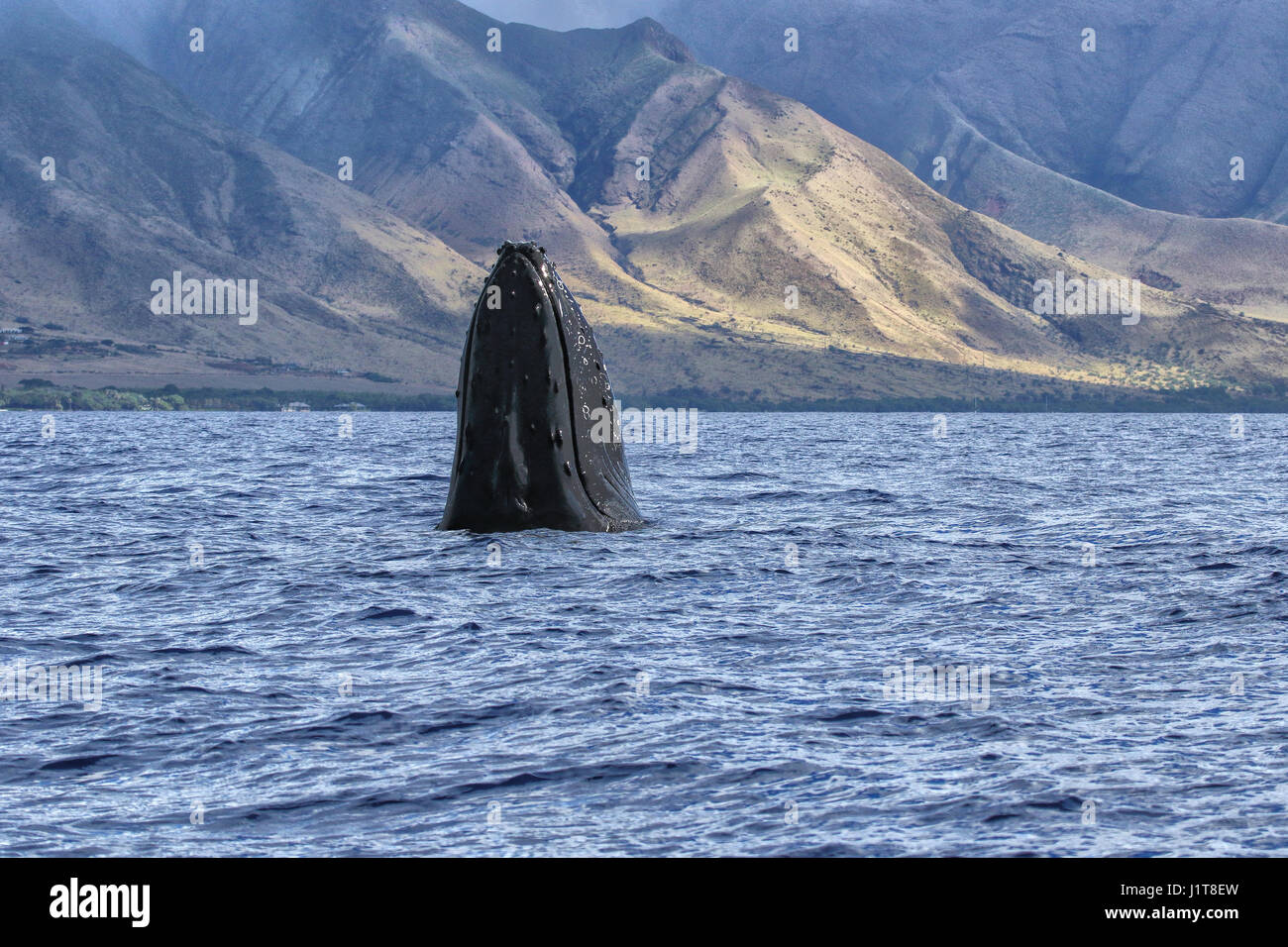 Hopping d'espion de baleine à bosse près de Lahaina sur Maui. Banque D'Images