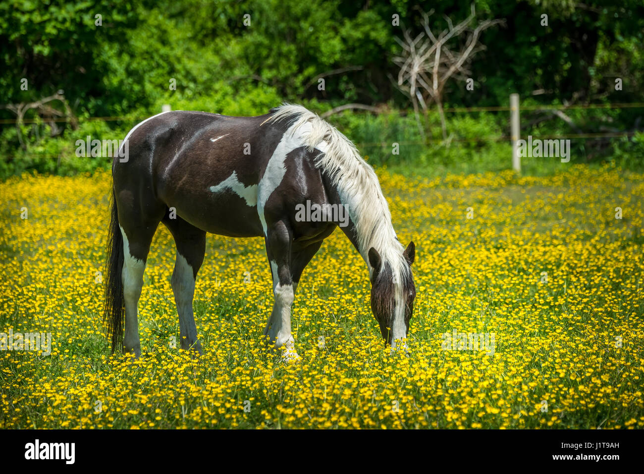 Calèche dans un champ de renoncules au printemps dans le Maryland Banque D'Images