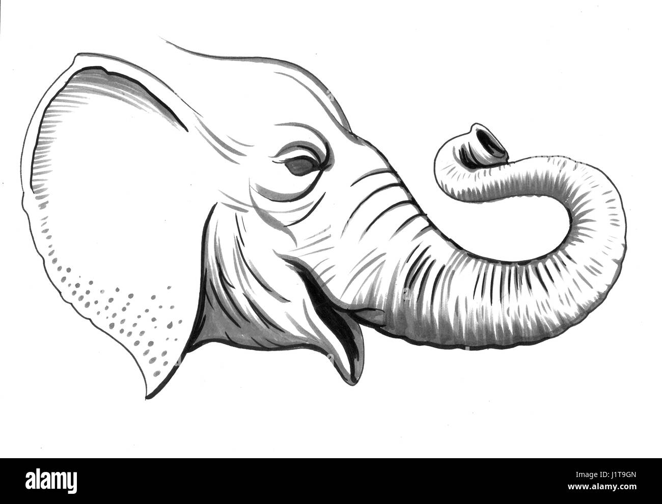A Tete D Elephant Banque D Image Et Photos Alamy