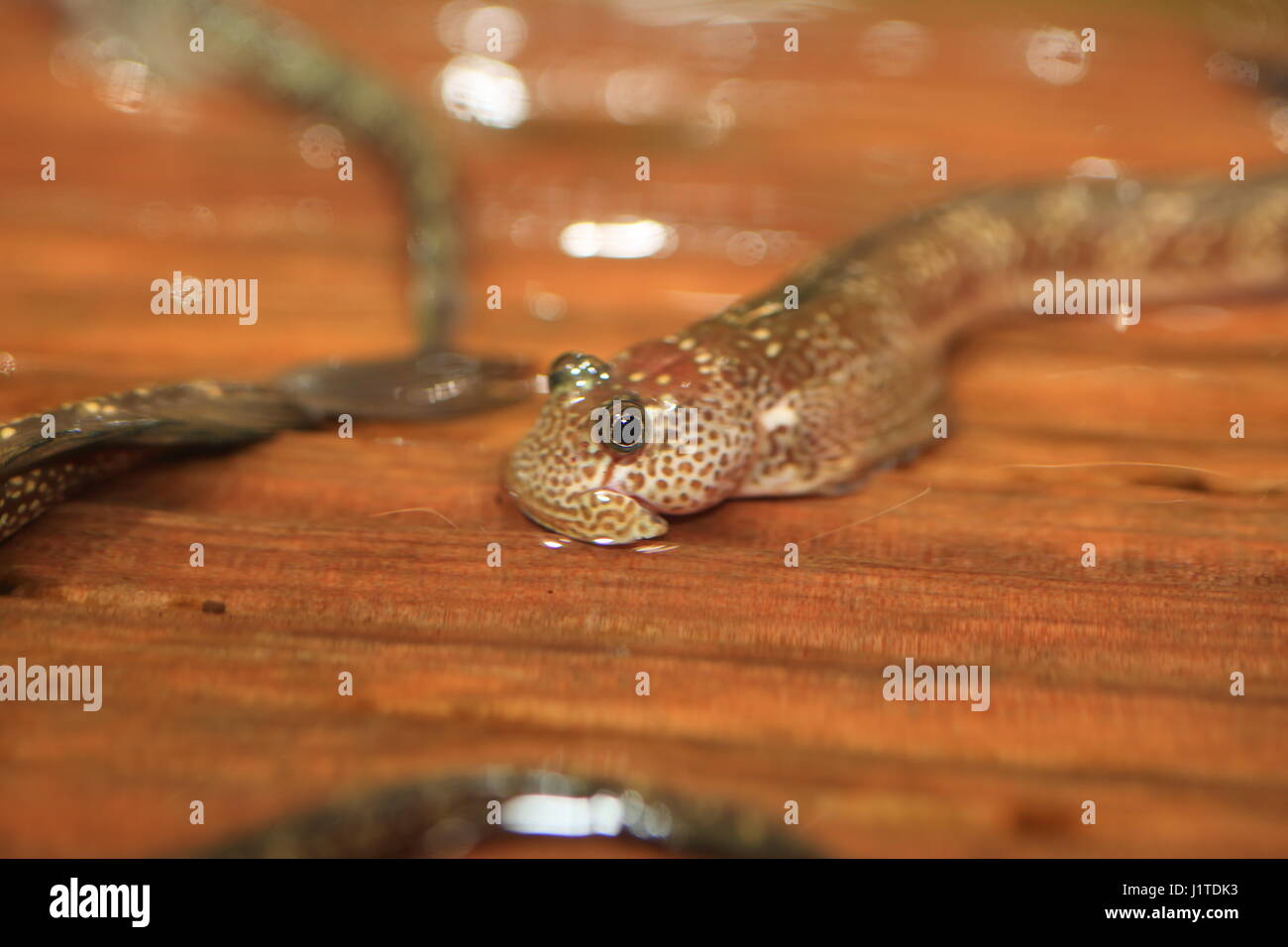 Les poissons à respiration aérienne (Andamia tetradactyla) au Japon Banque D'Images