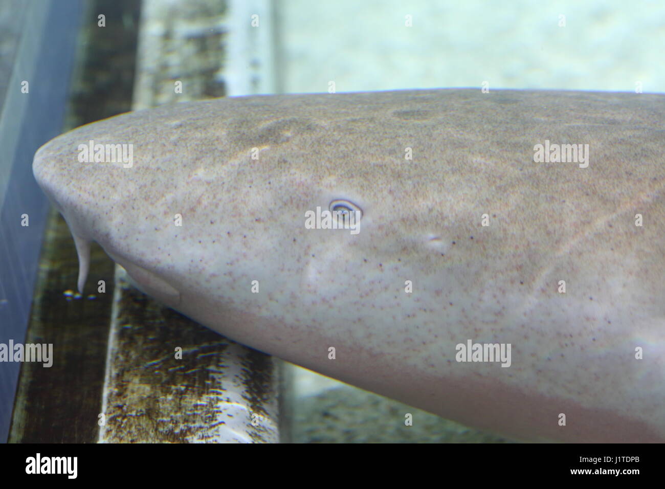 Requin nourrice fauve (Nebrius ferrugineus) au Japon Banque D'Images