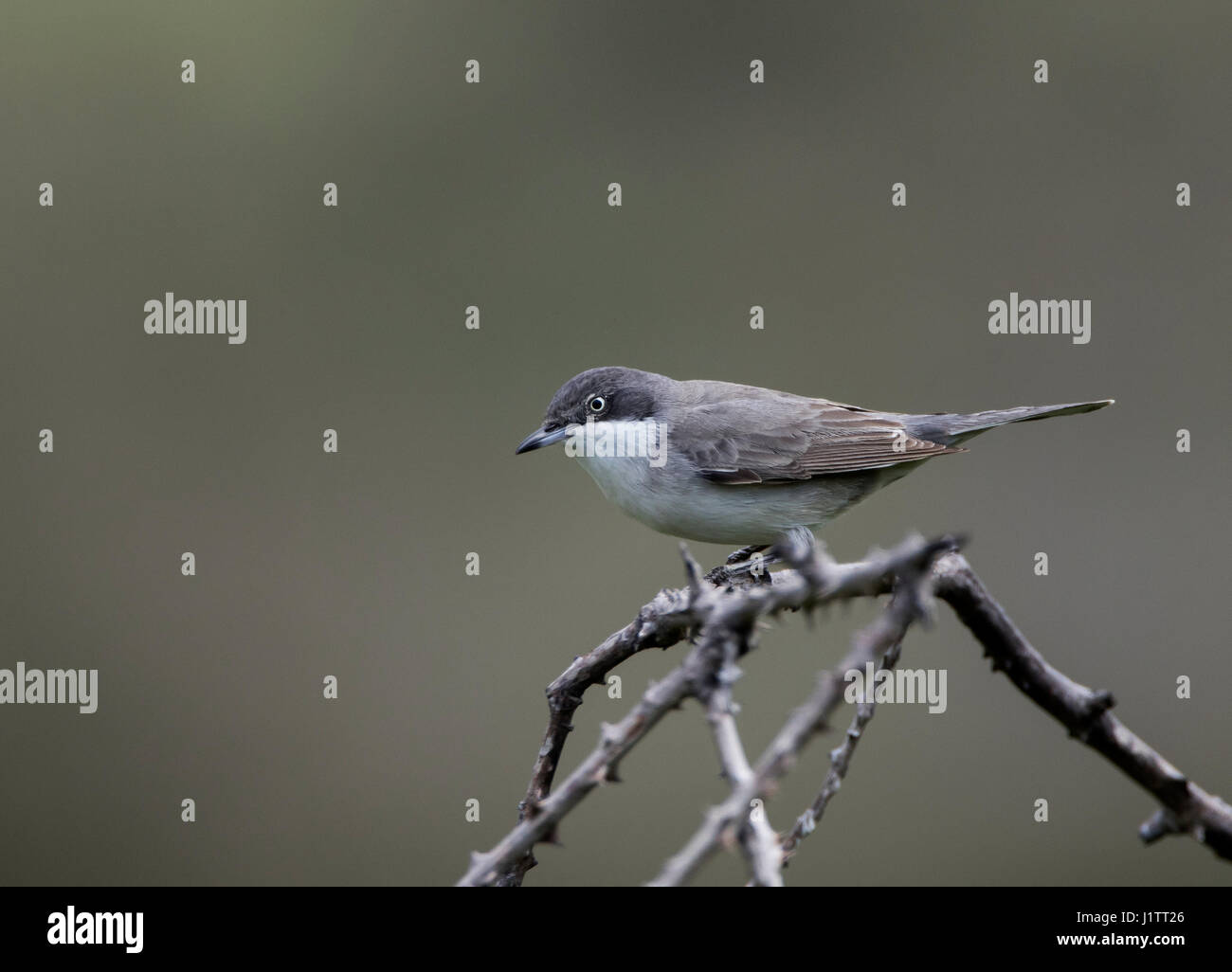 Femme Orphean Warbler Sylvia hortensis sur la migration par Chypre Banque D'Images