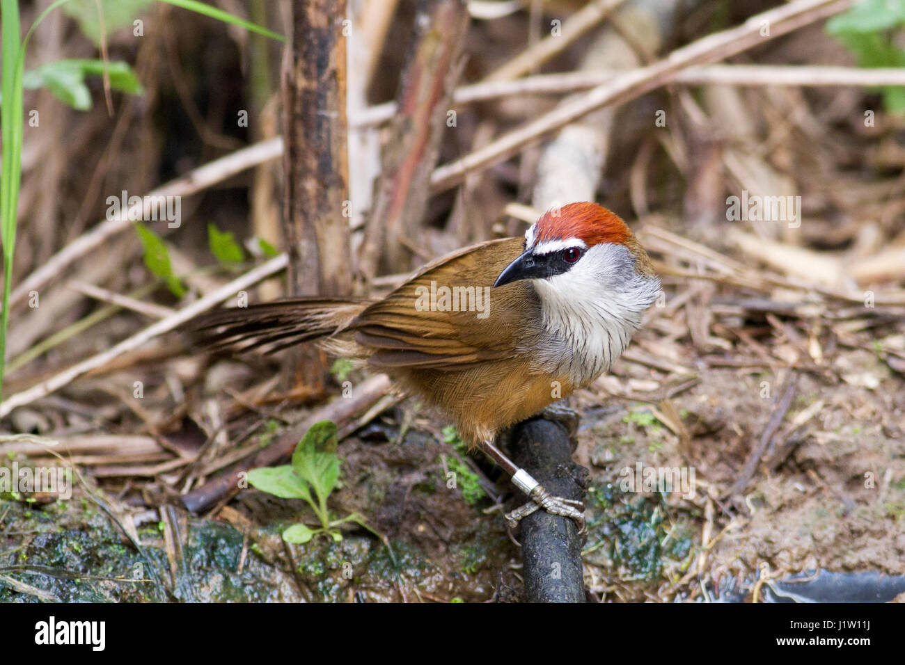 Un Chestnut-capped (Timalia pileata) perchés sur une petite branche près d'une petite piscine d'eau dans un lit de roseaux dans le Nord de la Thaïlande Banque D'Images