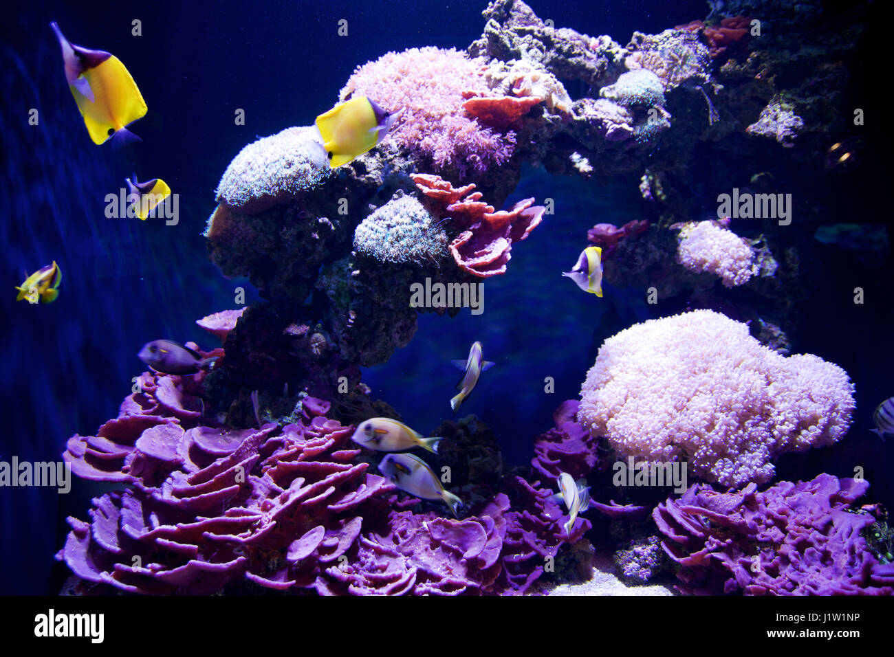 SEATTLE, Washington, USA - JAN 25th, 2017 : des poissons de corail exotique dans marine aquarium sur fond bleu Banque D'Images