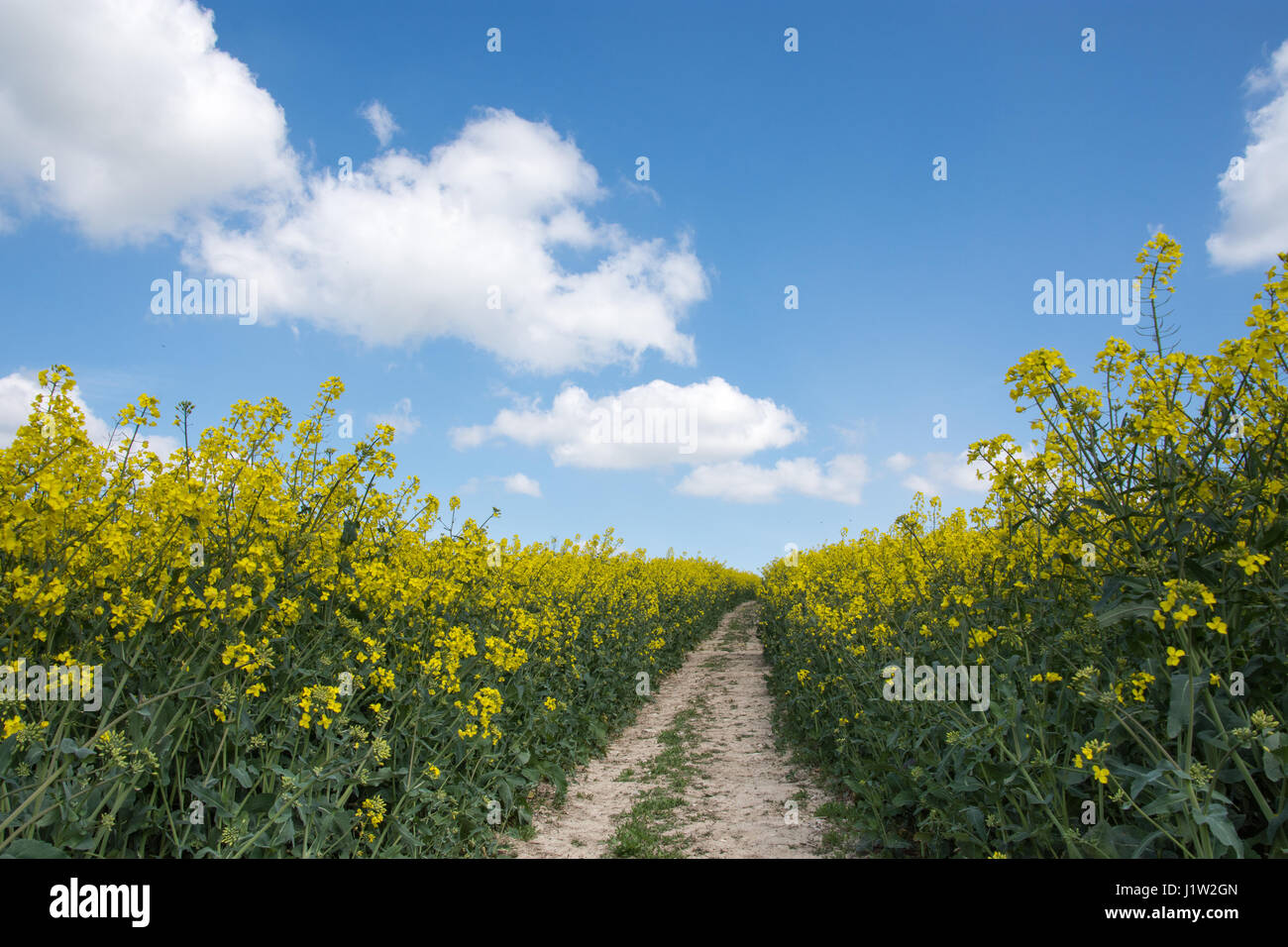 Chemin à travers un champ de colza avec des nuages en arrière-plan Banque D'Images