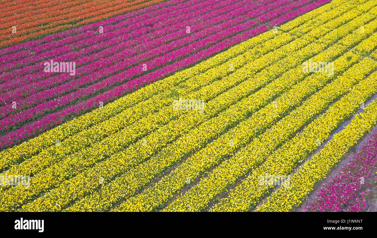 Domaine de renoncules colorées - vue aérienne Banque D'Images