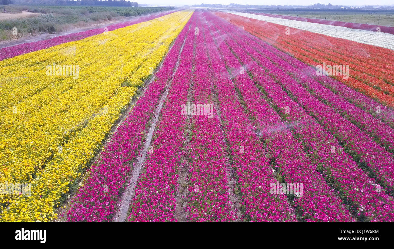 Domaine de renoncules colorées - vue aérienne Banque D'Images