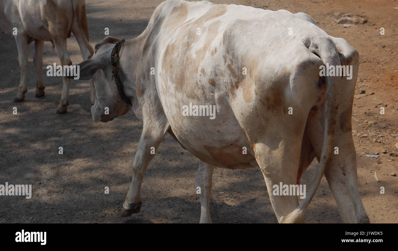 Vache indiennes sur route de village.en Inde, les bovins.Bos taurus Banque D'Images