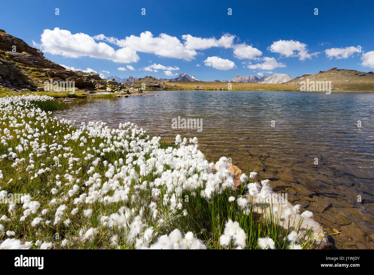 Floraison d'ériophores (herbe de coton) au lac alpin. Les Gardioles. Vallée de la Clarée. Hautes Alpes. France. Europe. Banque D'Images