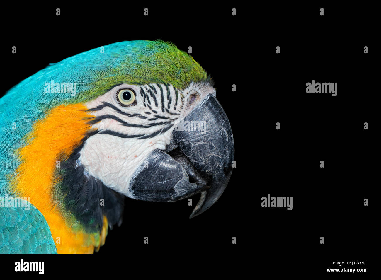 Portrait d'un bleu de couleur vive et jaune Macaw (Ara ararauna) sur noir Banque D'Images