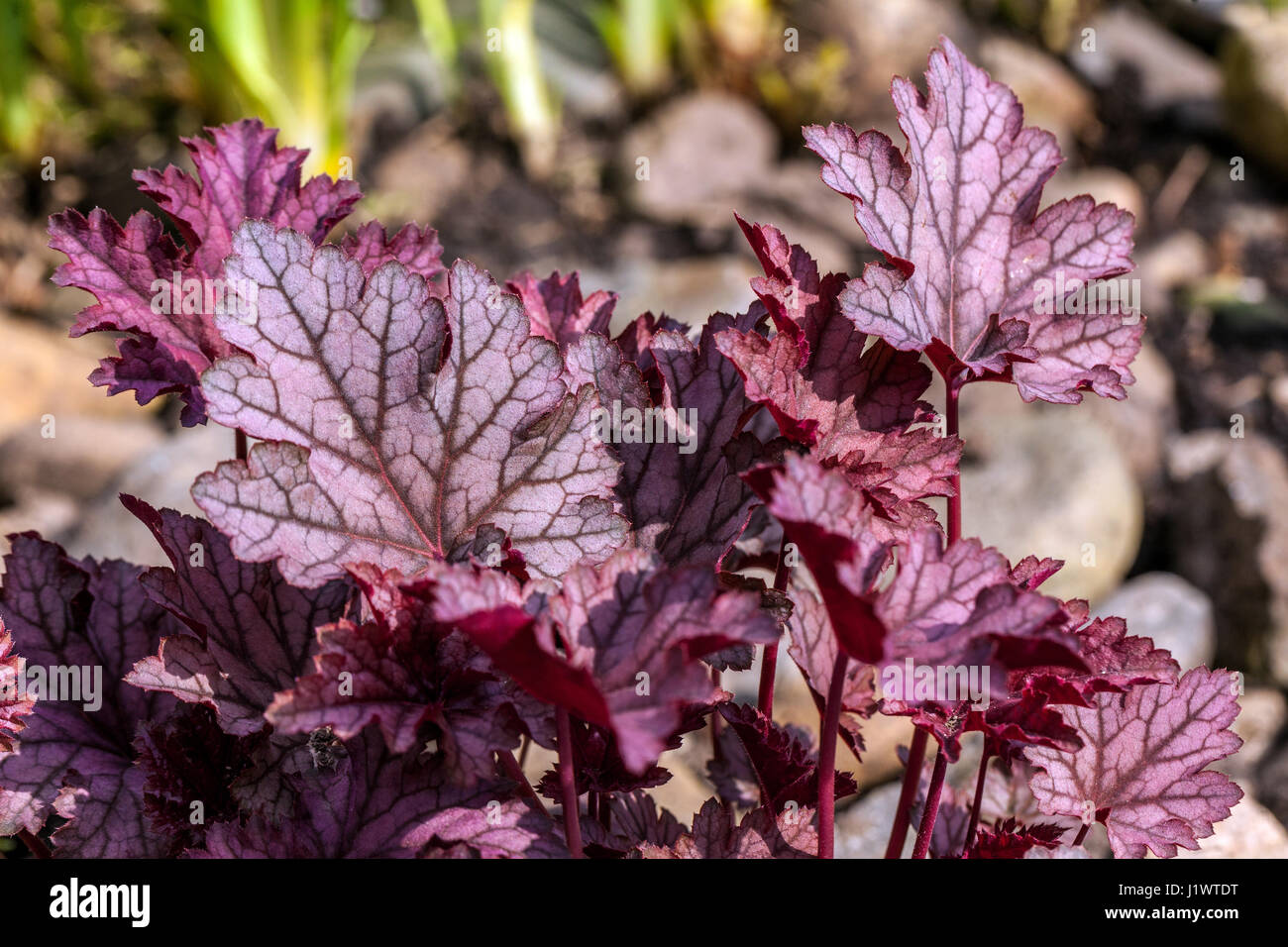 Hardy Plant beauté veines violettes vivaces feuilles de printemps Heucheras Corail Bells Heuchera feuillage décoratif veiné Heuchera 'Melting Fire' sombre Banque D'Images