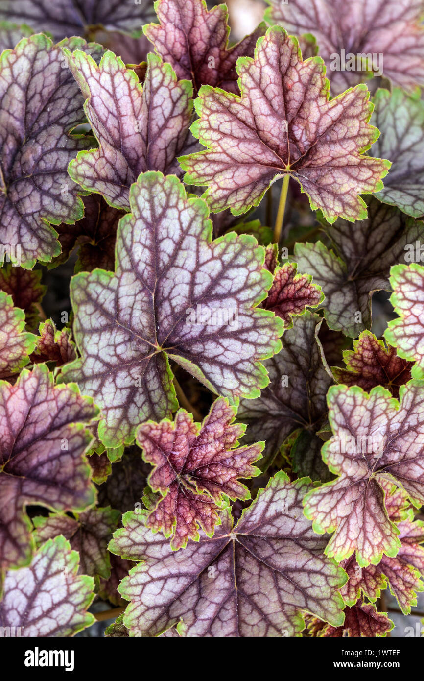 Heuchera 'beauté de la couleur' Heuchera feuilles argentées Violet feuille veinée Hardy avril feuillage pérenne jardin printemps Banque D'Images