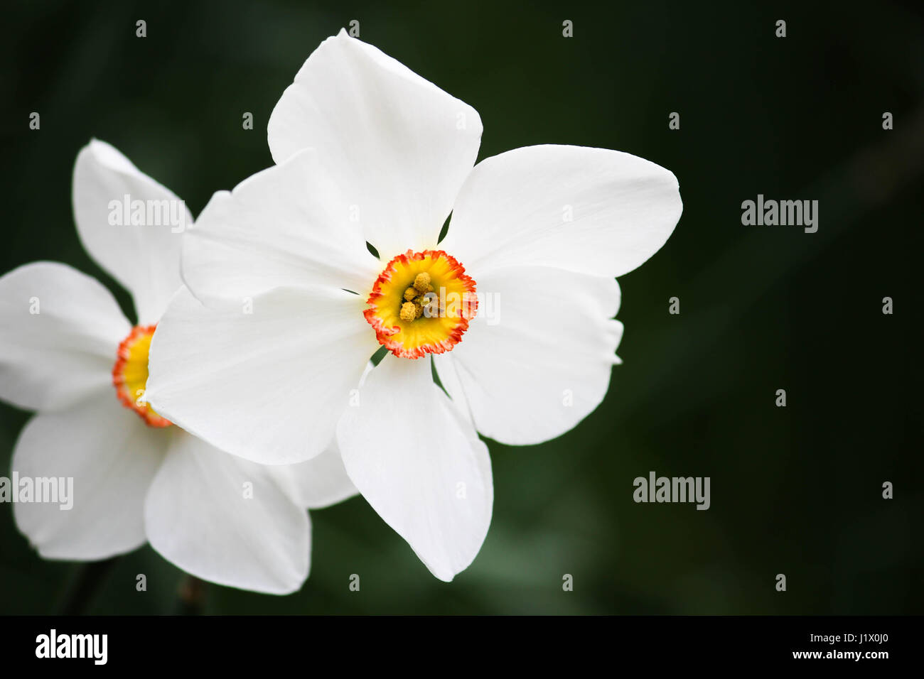 Jonquille fleur blanche Banque D'Images