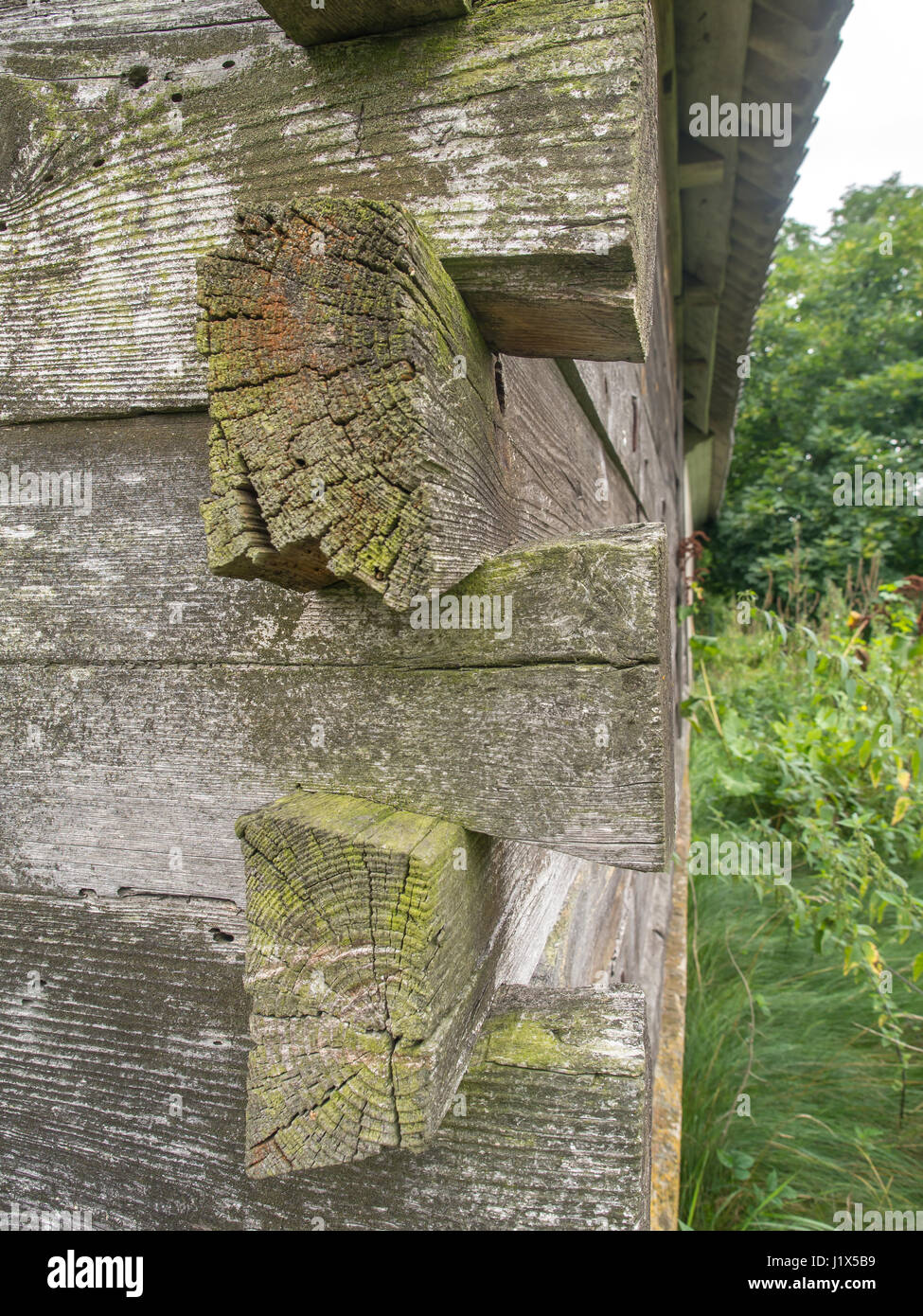 Coin, clou de connexion libre dans les murs en bois Podlasie Banque D'Images