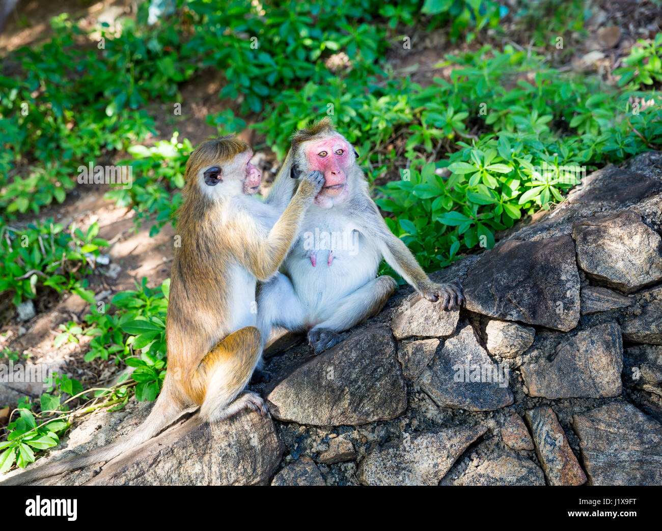 Les singes dans le vieux temple de bouddha au Sri Lanka. Scène de vie sauvage, les macaques dans l'Asie. Les voleurs de nourriture sur Shri Lanka Banque D'Images