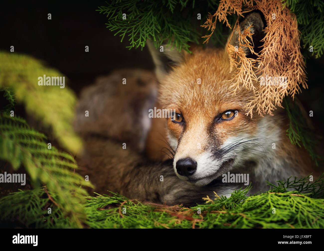 renard roux Banque D'Images